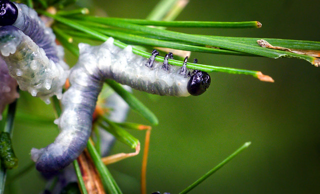 Larch sawfly larva
