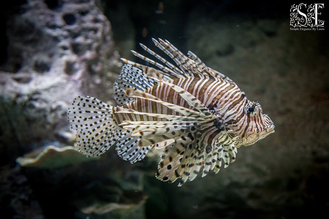 Lionfish at OdySea