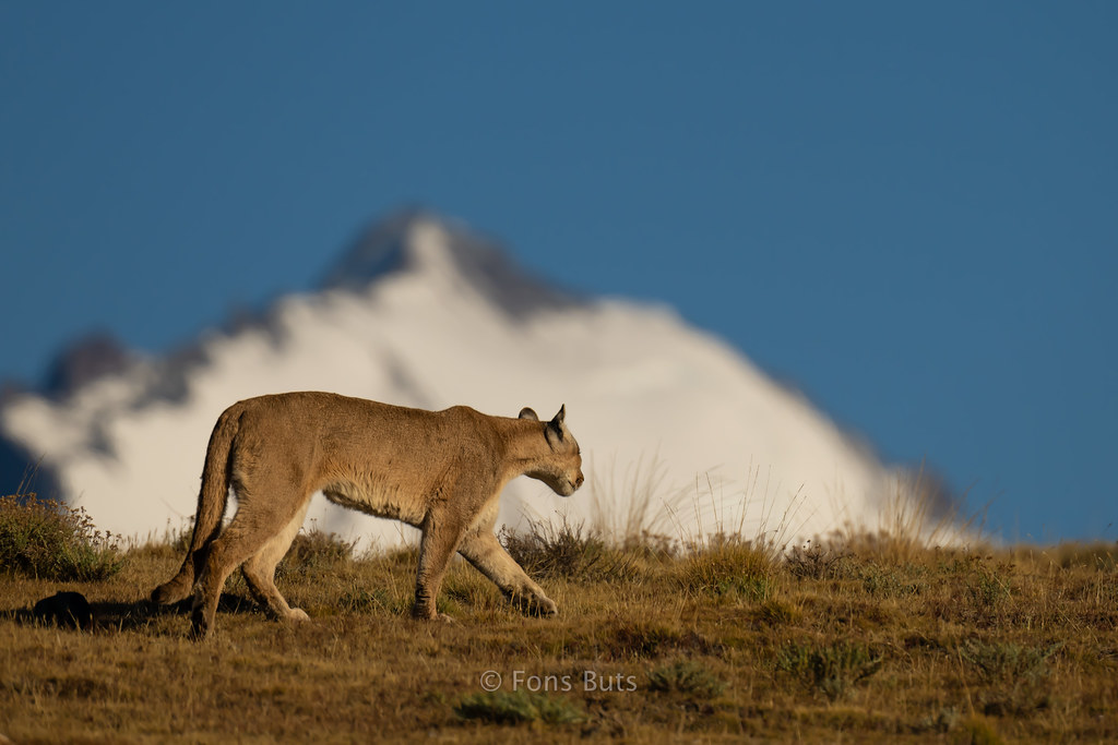 female Puma in Torres del Paine