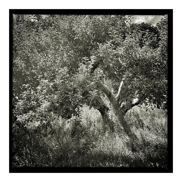 Hilltop Orchards No. 8