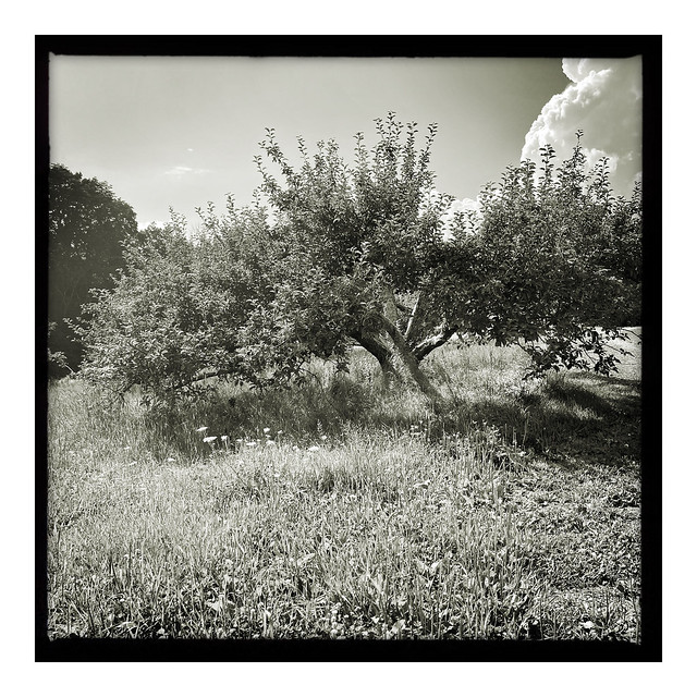 Hilltop Orchards No. 7