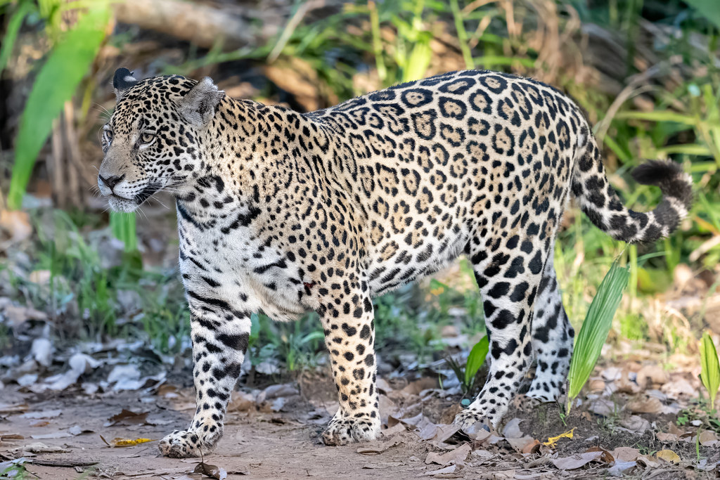 As seen and close-up. Jaguar in the Pantanal, Brazil.