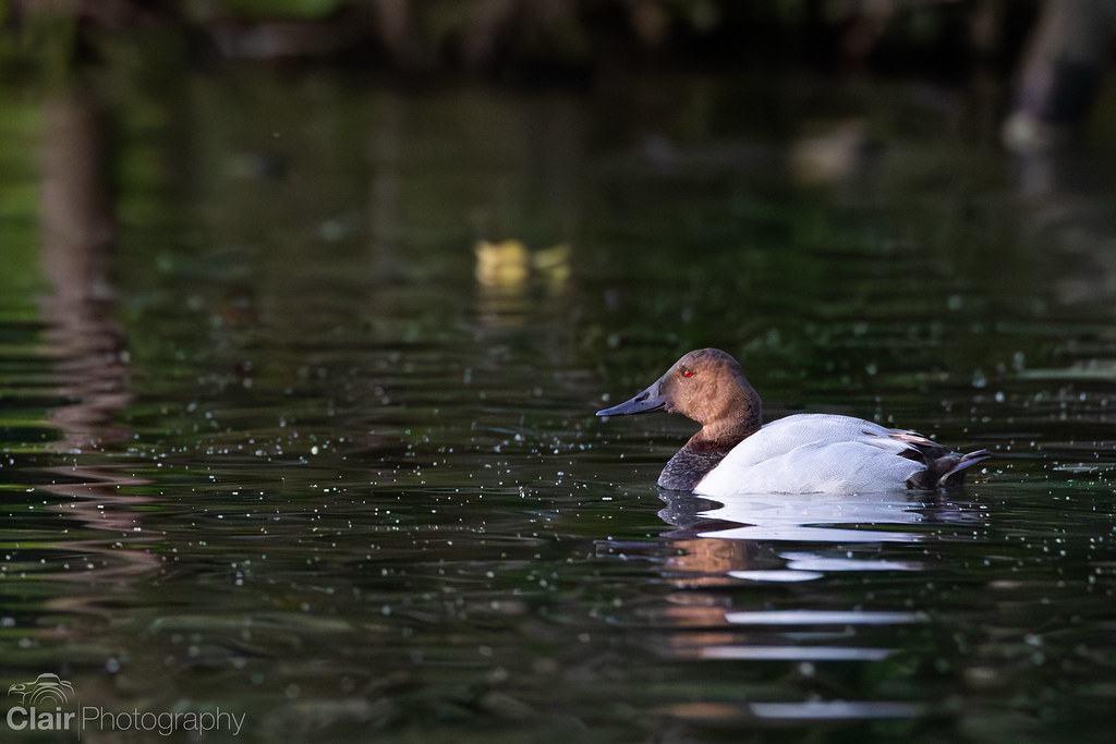Canvasback floating