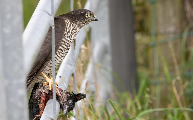 Female Sparrowhawk - Elton Reservoir