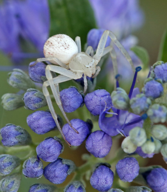 Crab Spider (Mecaphesa sp.)