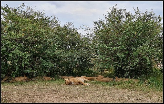 Safari por Kenia en fotos - Blogs de Kenia - La gran reserva de Masai Mara (8)