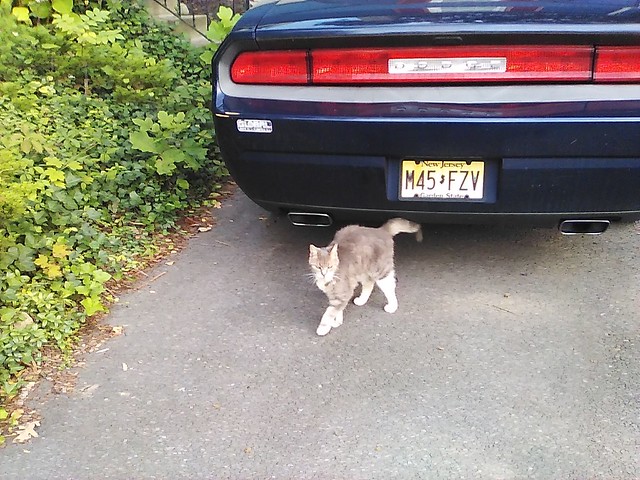 Cat and Dodge Challenger