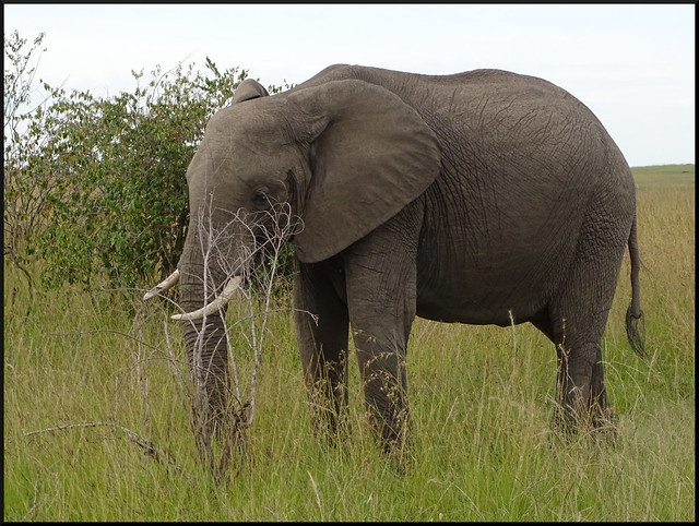 Safari por Kenia en fotos - Blogs de Kenia - La gran reserva de Masai Mara (25)