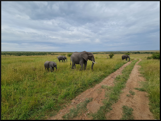 Safari por Kenia en fotos - Blogs de Kenia - La gran reserva de Masai Mara (20)