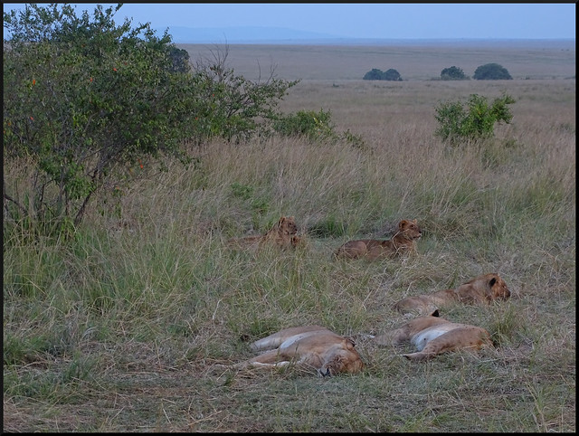 Safari por Kenia en fotos - Blogs de Kenia - La gran reserva de Masai Mara (35)