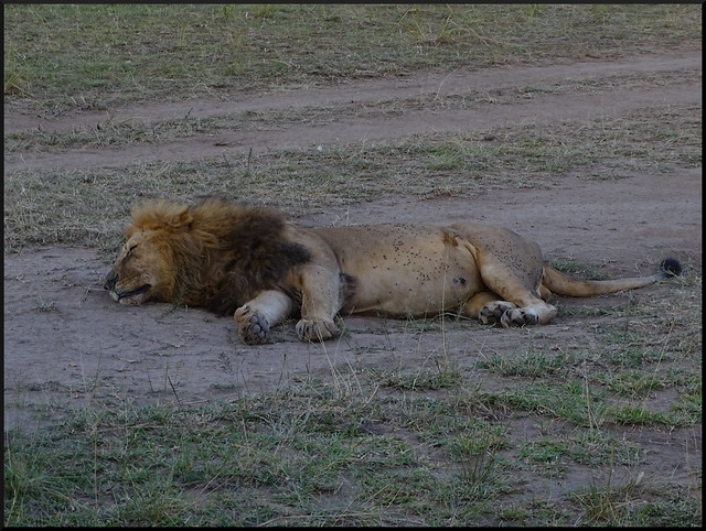 Safari por Kenia en fotos - Blogs de Kenia - La gran reserva de Masai Mara (32)