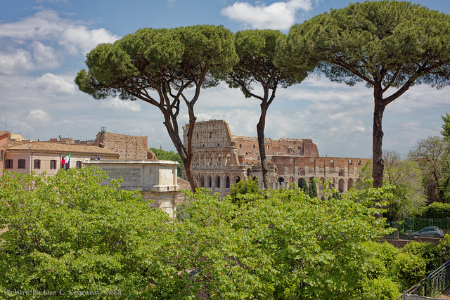 Rome, Colosseum. under the tree's