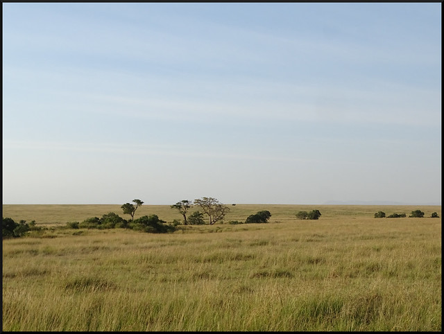 Safari por Kenia en fotos - Blogs de Kenia - La gran reserva de Masai Mara (45)