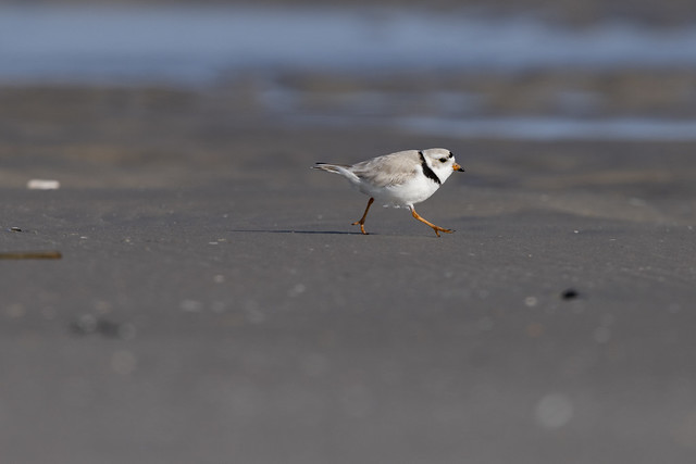 Piping plover Charadrius melodus