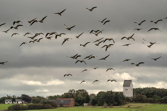 Flock of geese and Lønborg Kirke in Denmark