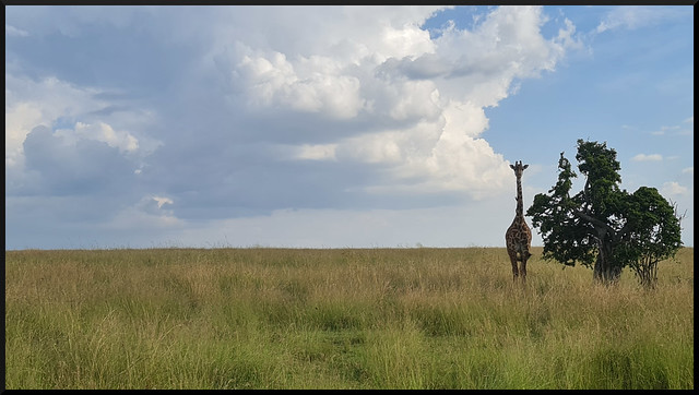 Safari por Kenia en fotos - Blogs de Kenia - La gran reserva de Masai Mara (75)
