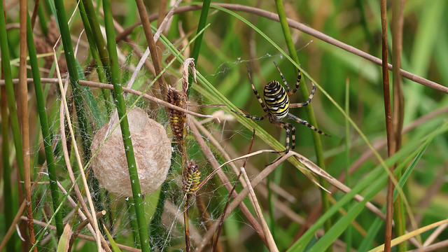 Wasp Spider and Egg case