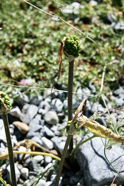 Arum korolkowii (Araceae)