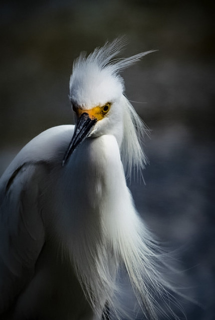 Snowy Egret posing for Portrait