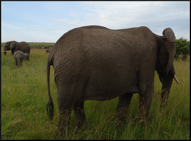 Safari por Kenia en fotos - Blogs de Kenia - La gran reserva de Masai Mara (24)