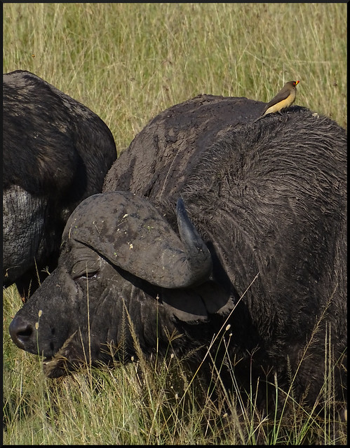 Safari por Kenia en fotos - Blogs de Kenia - La gran reserva de Masai Mara (51)