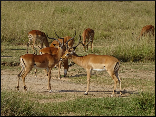 Safari por Kenia en fotos - Blogs de Kenia - La gran reserva de Masai Mara (53)