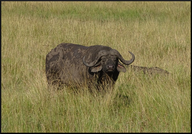 Safari por Kenia en fotos - Blogs de Kenia - La gran reserva de Masai Mara (49)
