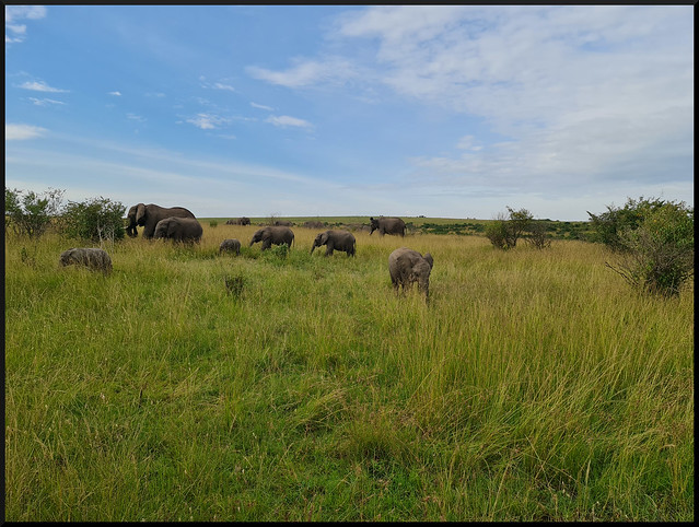 Safari por Kenia en fotos - Blogs de Kenia - La gran reserva de Masai Mara (23)