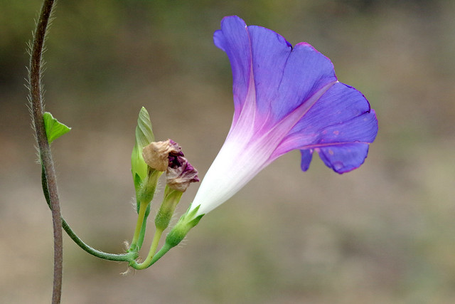 Volubilis (Ipomoea purpurea)