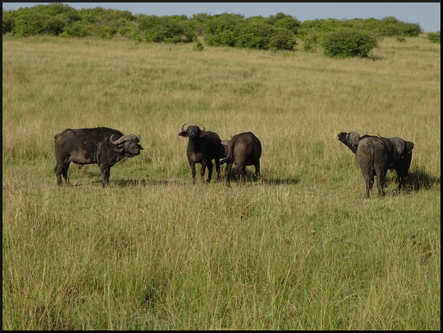 Safari por Kenia en fotos - Blogs de Kenia - La gran reserva de Masai Mara (50)