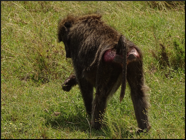 Safari por Kenia en fotos - Blogs de Kenia - La gran reserva de Masai Mara (129)