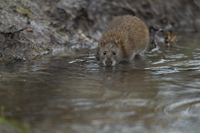 Brown rat Rattus norvegicus