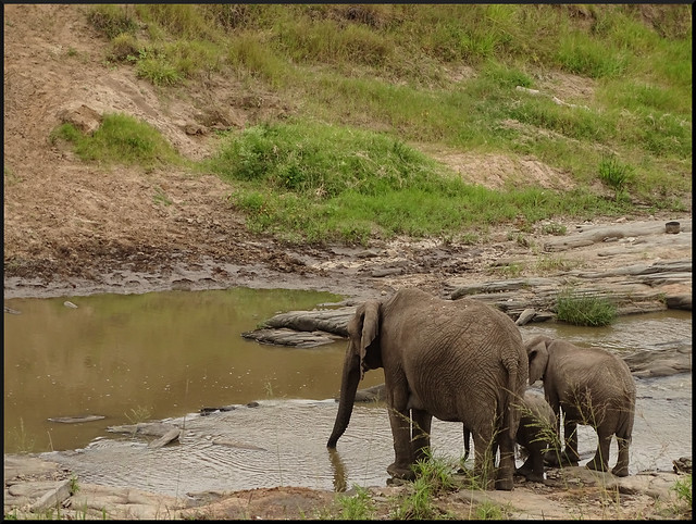 Safari por Kenia en fotos - Blogs de Kenia - La gran reserva de Masai Mara (103)