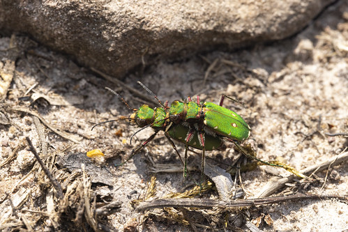 Green tiger beetle Cicindela campestris