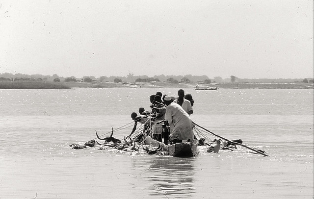 Tchad. 1968. Traversée du bétail sur le Chari