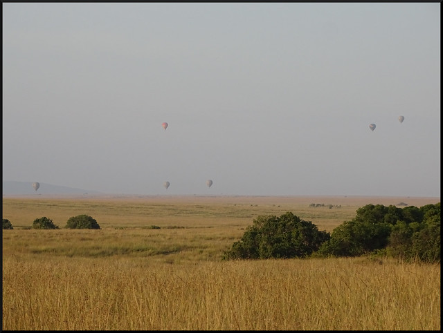 Safari por Kenia en fotos - Blogs de Kenia - La gran reserva de Masai Mara (43)