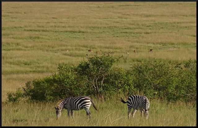 Safari por Kenia en fotos - Blogs de Kenia - La gran reserva de Masai Mara (81)
