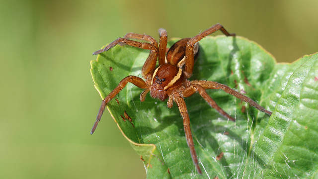 Raft spider ~ Dolomedes fimbriatus
