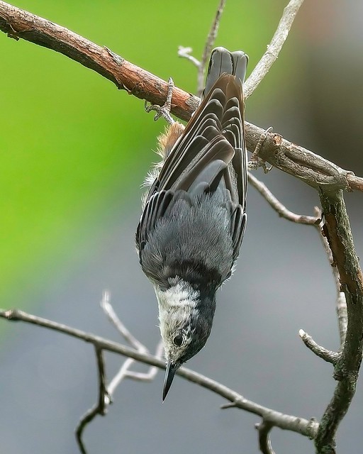 White-breasted Nuthatch (showing off)[1 of 2]