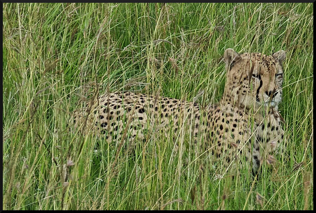 Safari por Kenia en fotos - Blogs de Kenia - La gran reserva de Masai Mara (86)