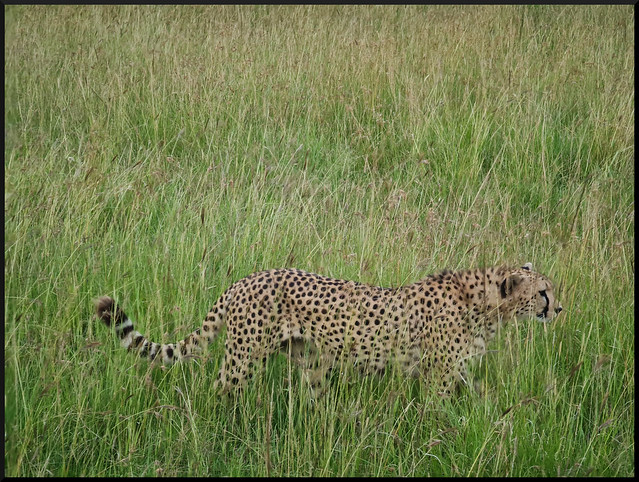 Safari por Kenia en fotos - Blogs de Kenia - La gran reserva de Masai Mara (87)
