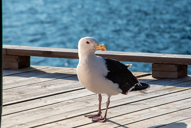 Mantelmöve / Great black-backed gull