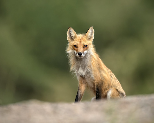 Dog Fox, Ontario