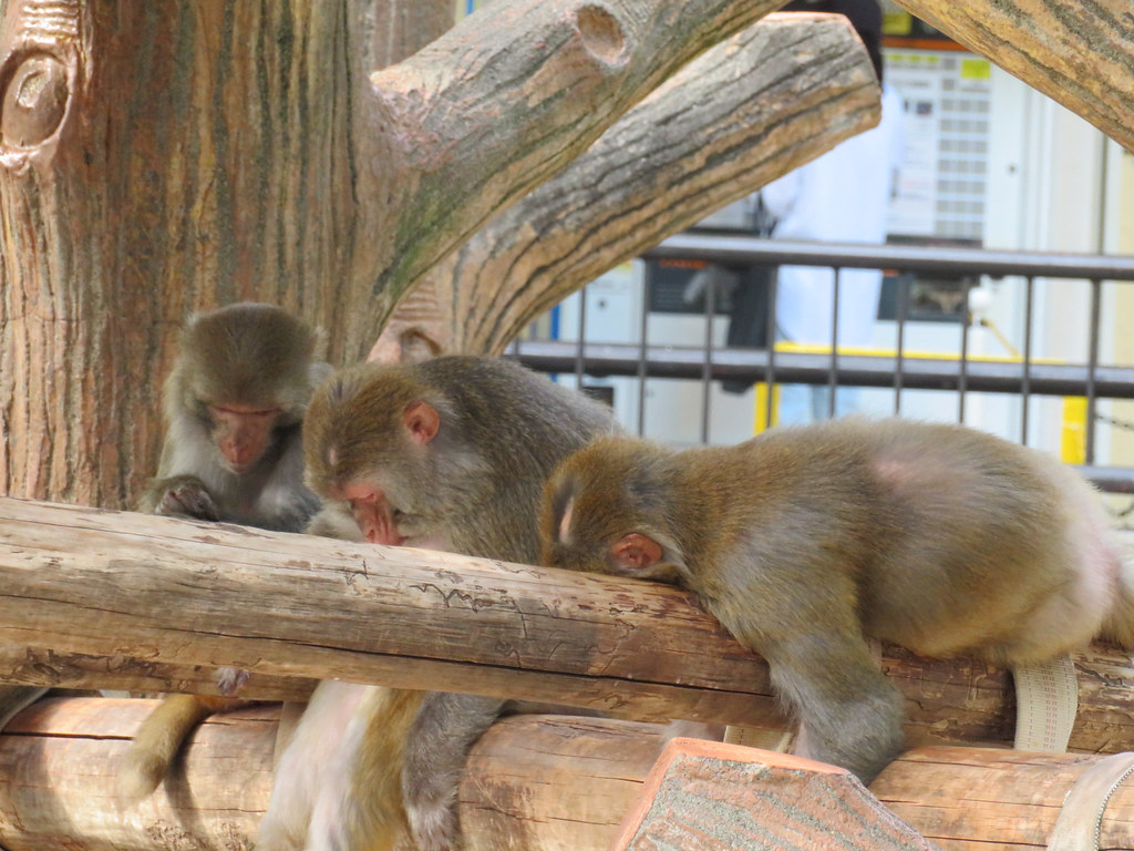 Young Monkeys at Inokashira Zoo