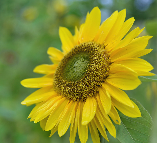 a shining sunflower:  Sunflower cottage 270823