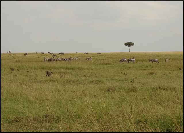 Safari por Kenia en fotos - Blogs de Kenia - La gran reserva de Masai Mara (121)