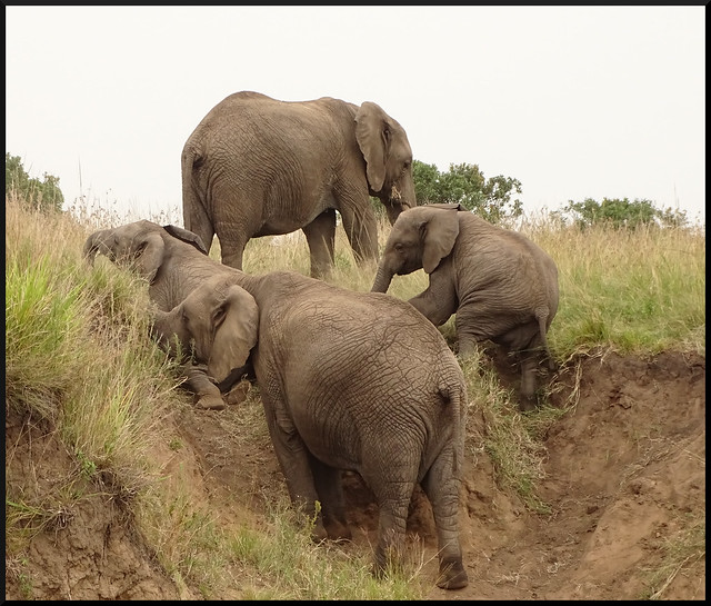 Safari por Kenia en fotos - Blogs de Kenia - La gran reserva de Masai Mara (108)