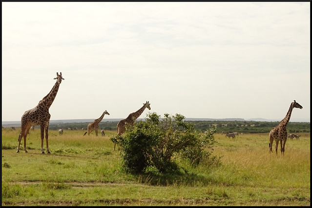 Safari por Kenia en fotos - Blogs de Kenia - La gran reserva de Masai Mara (119)