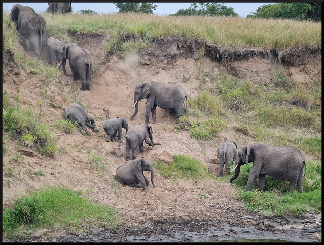 Safari por Kenia en fotos - Blogs de Kenia - La gran reserva de Masai Mara (106)