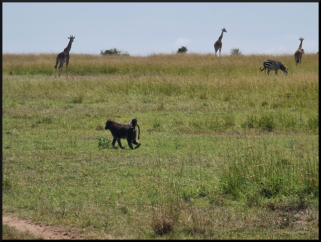 Safari por Kenia en fotos - Blogs de Kenia - La gran reserva de Masai Mara (132)